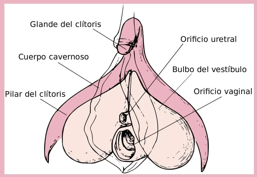 El Clítoris y sus secretos